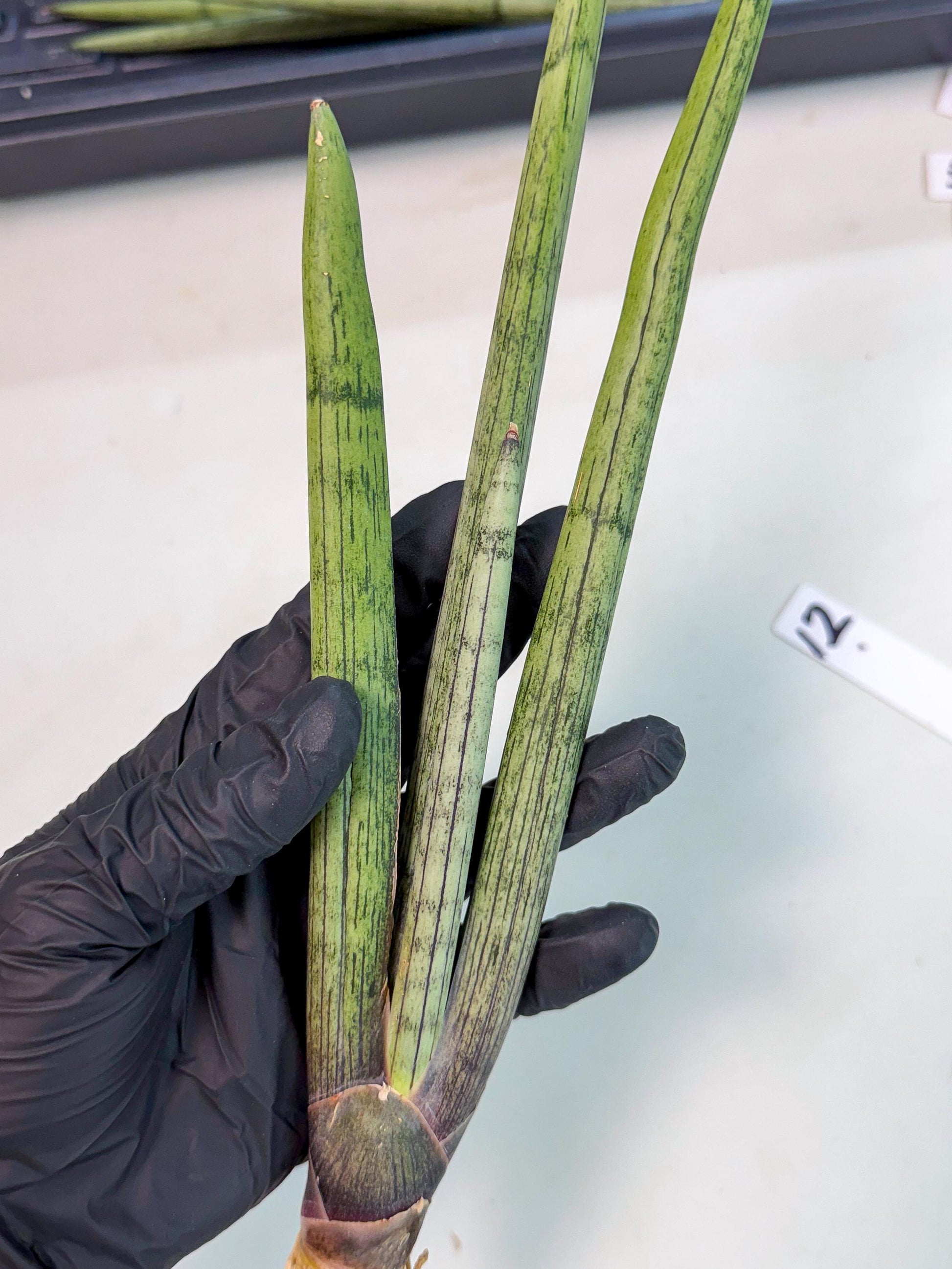 Sansevieria Kari (rr) (12) | Very Rare Hybrid