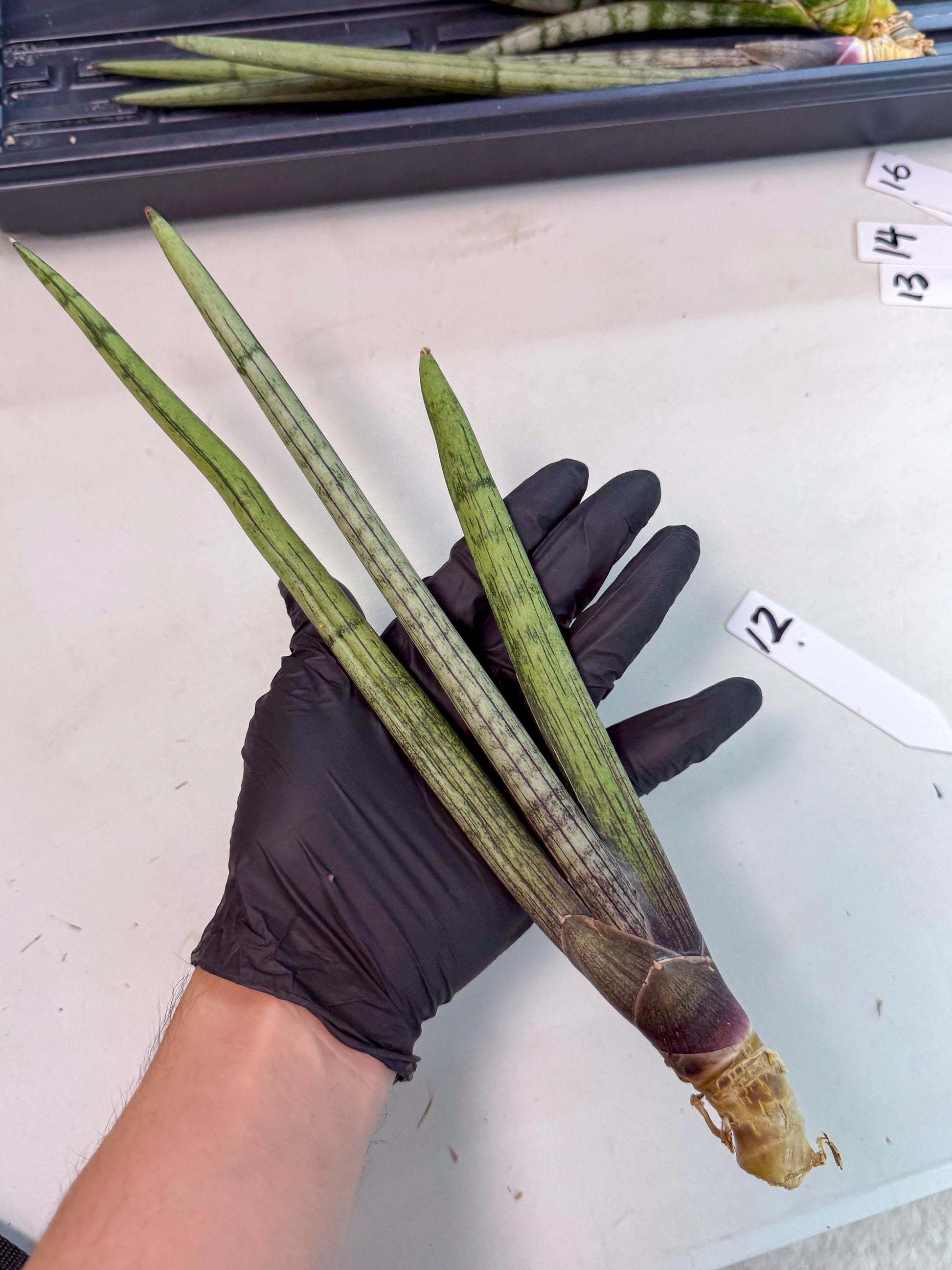 Sansevieria Kari (rr) (12) | Very Rare Hybrid