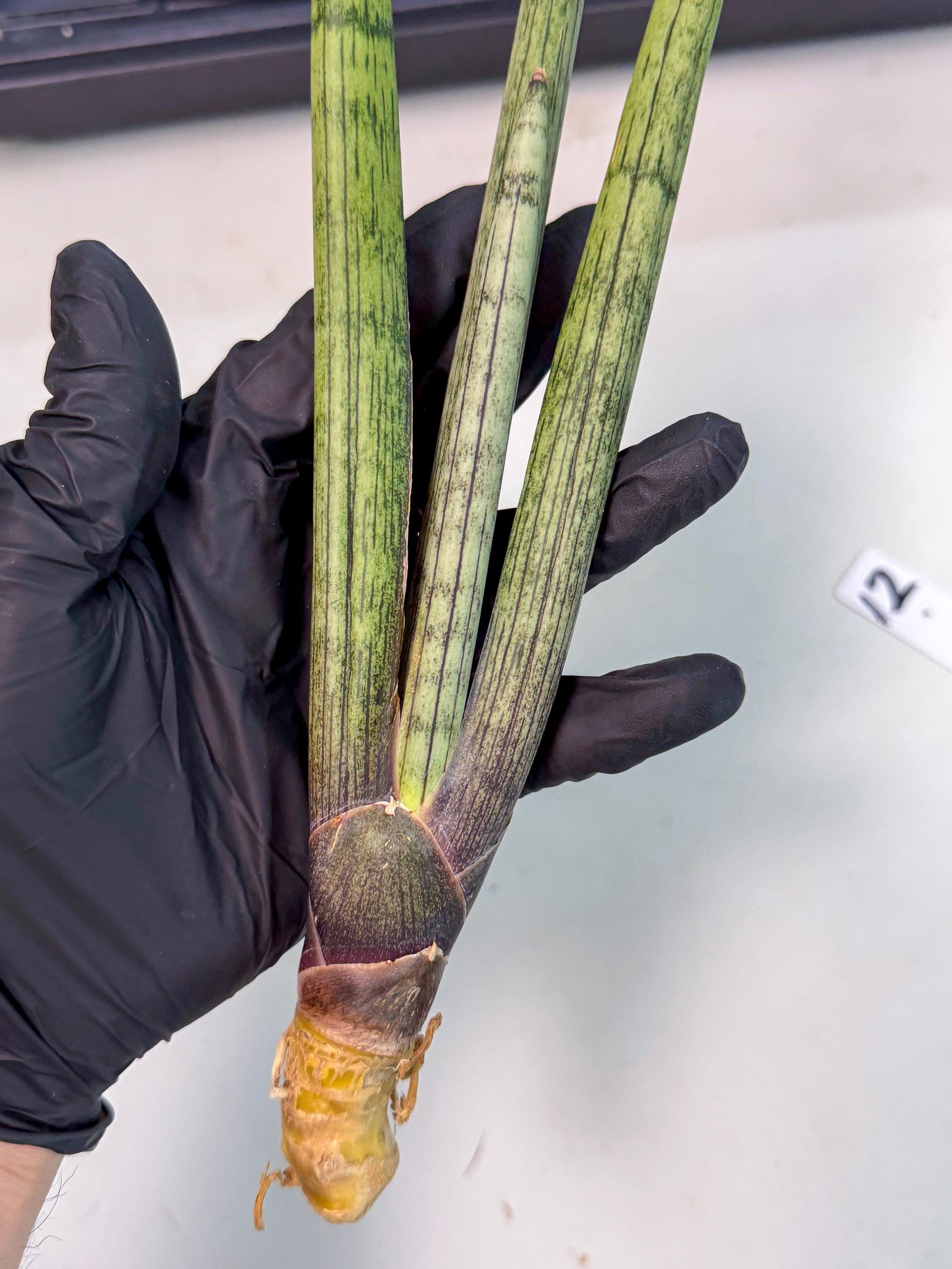 Sansevieria Kari (rr) (12) | Very Rare Hybrid
