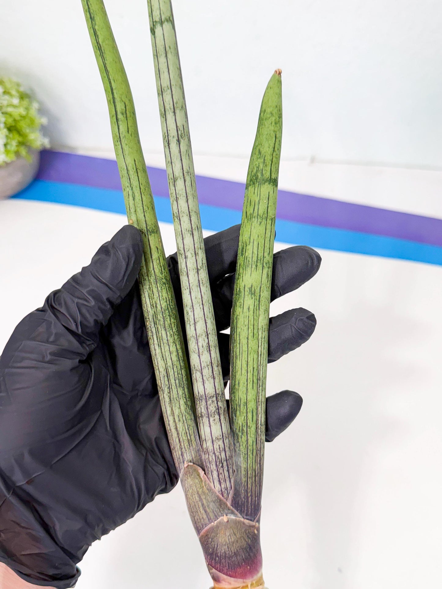 Sansevieria Kari (rr) (12) | Very Rare Hybrid