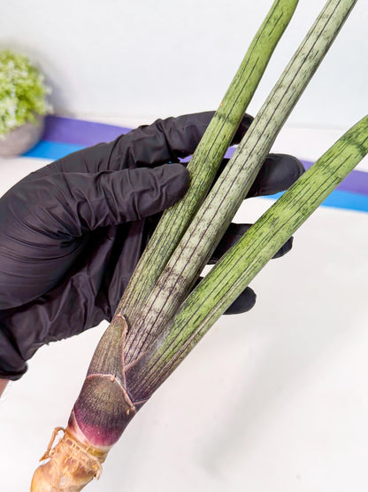 Sansevieria Kari (rr) (12) | Very Rare Hybrid