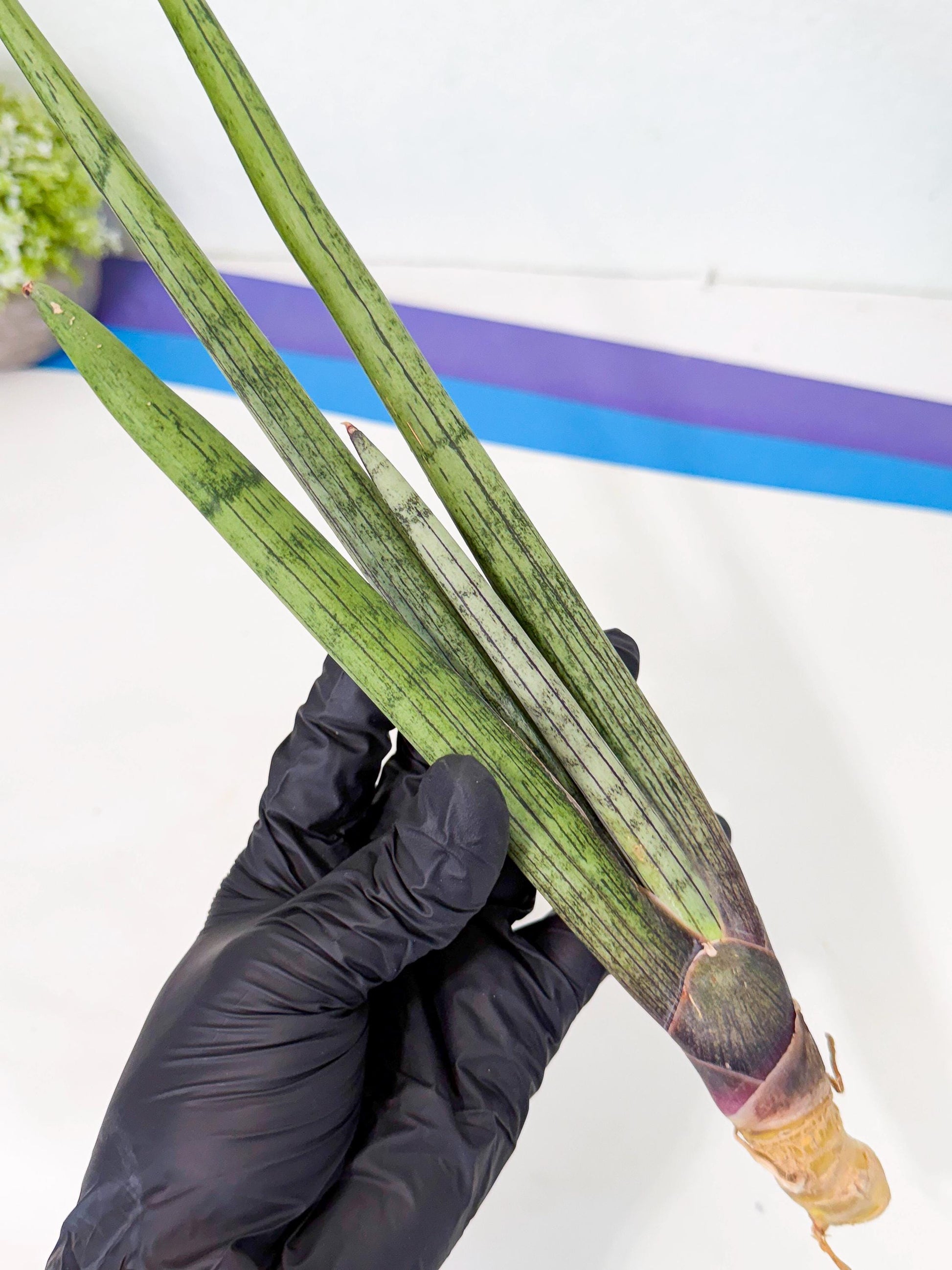 Sansevieria Kari (rr) (12) | Very Rare Hybrid