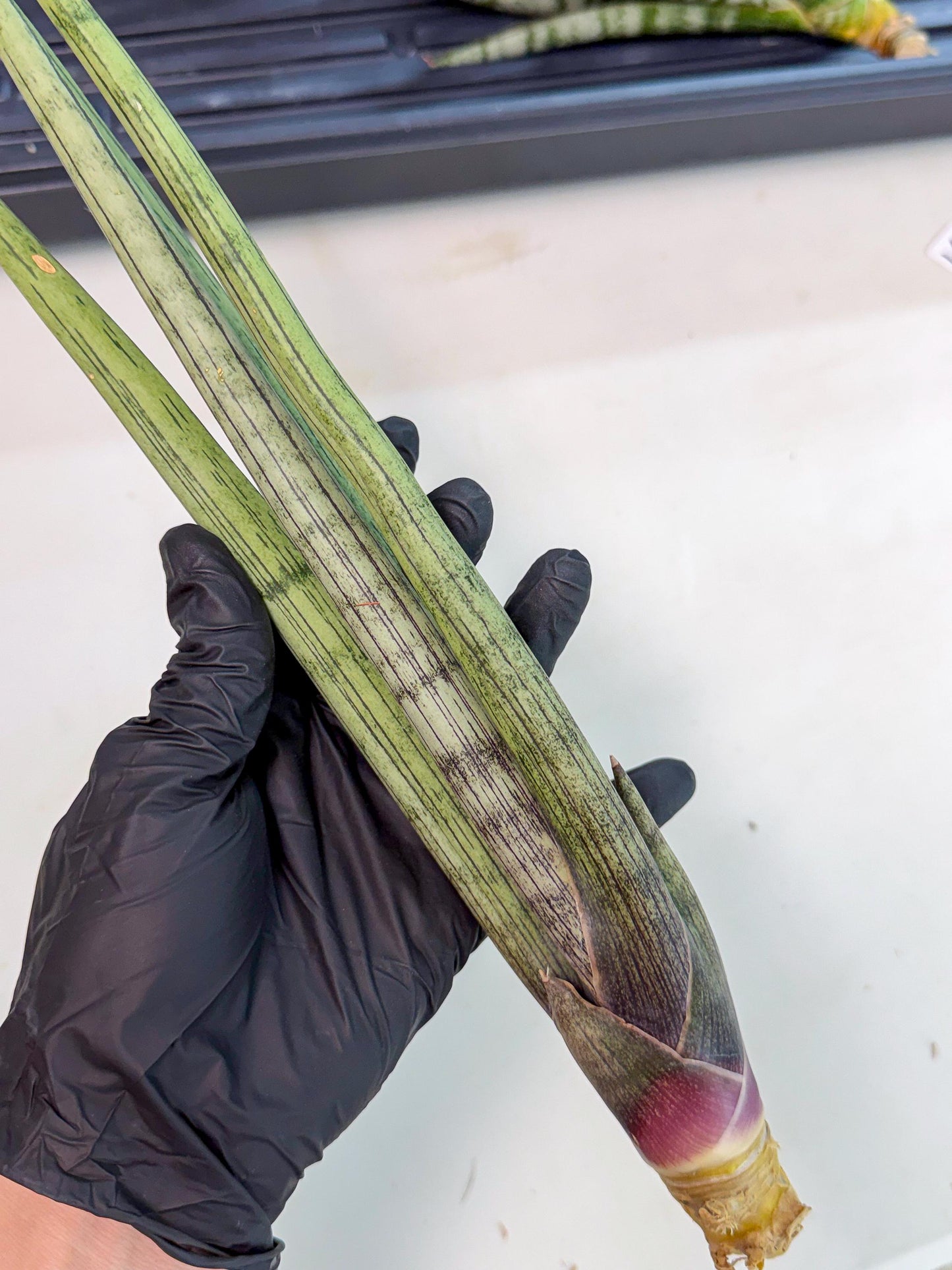 Sansevieria Kari (rr) (13) | Very Rare Hybrid