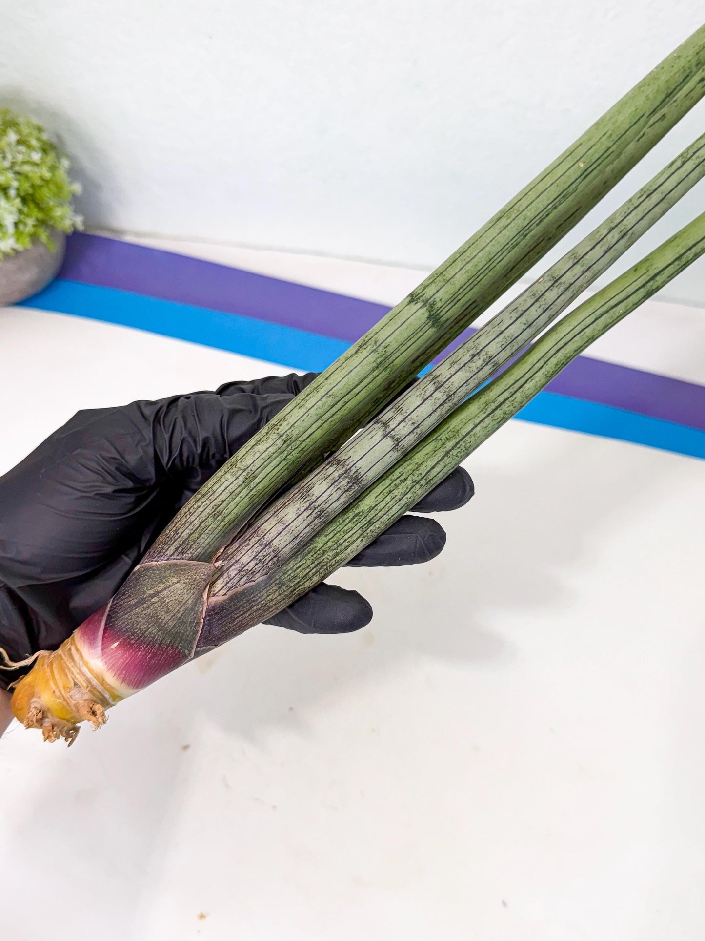 Sansevieria Kari (rr) (13) | Very Rare Hybrid