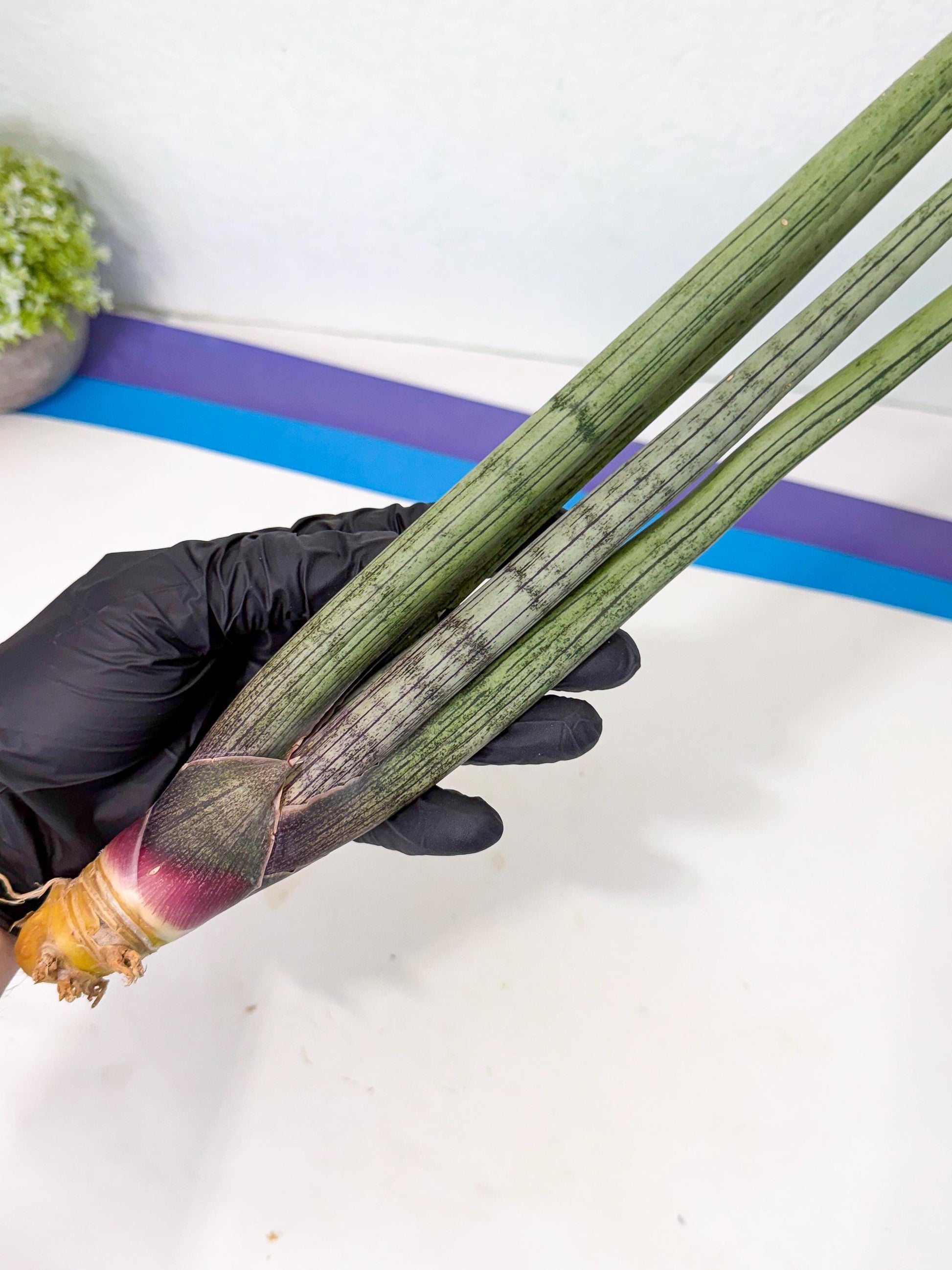 Sansevieria Kari (rr) (13) | Very Rare Hybrid