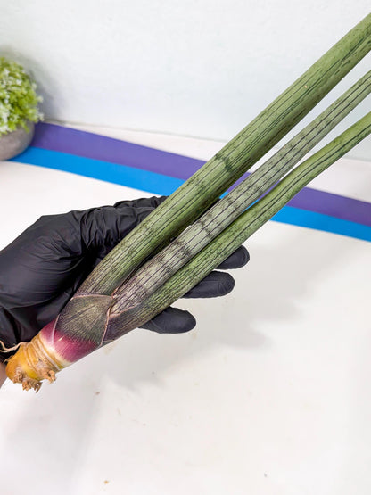 Sansevieria Kari (rr) (13) | Very Rare Hybrid