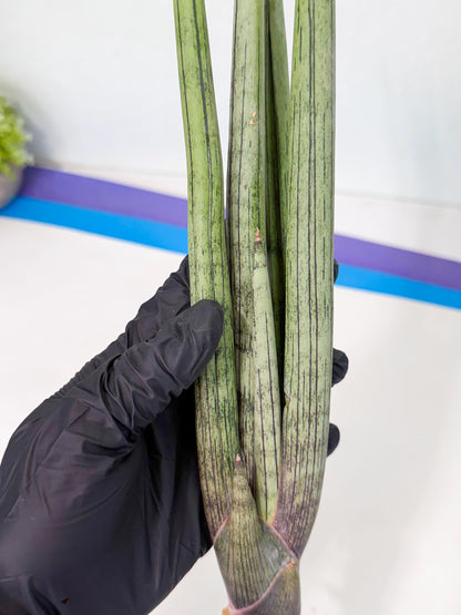 Sansevieria Kari (rr) (13) | Very Rare Hybrid