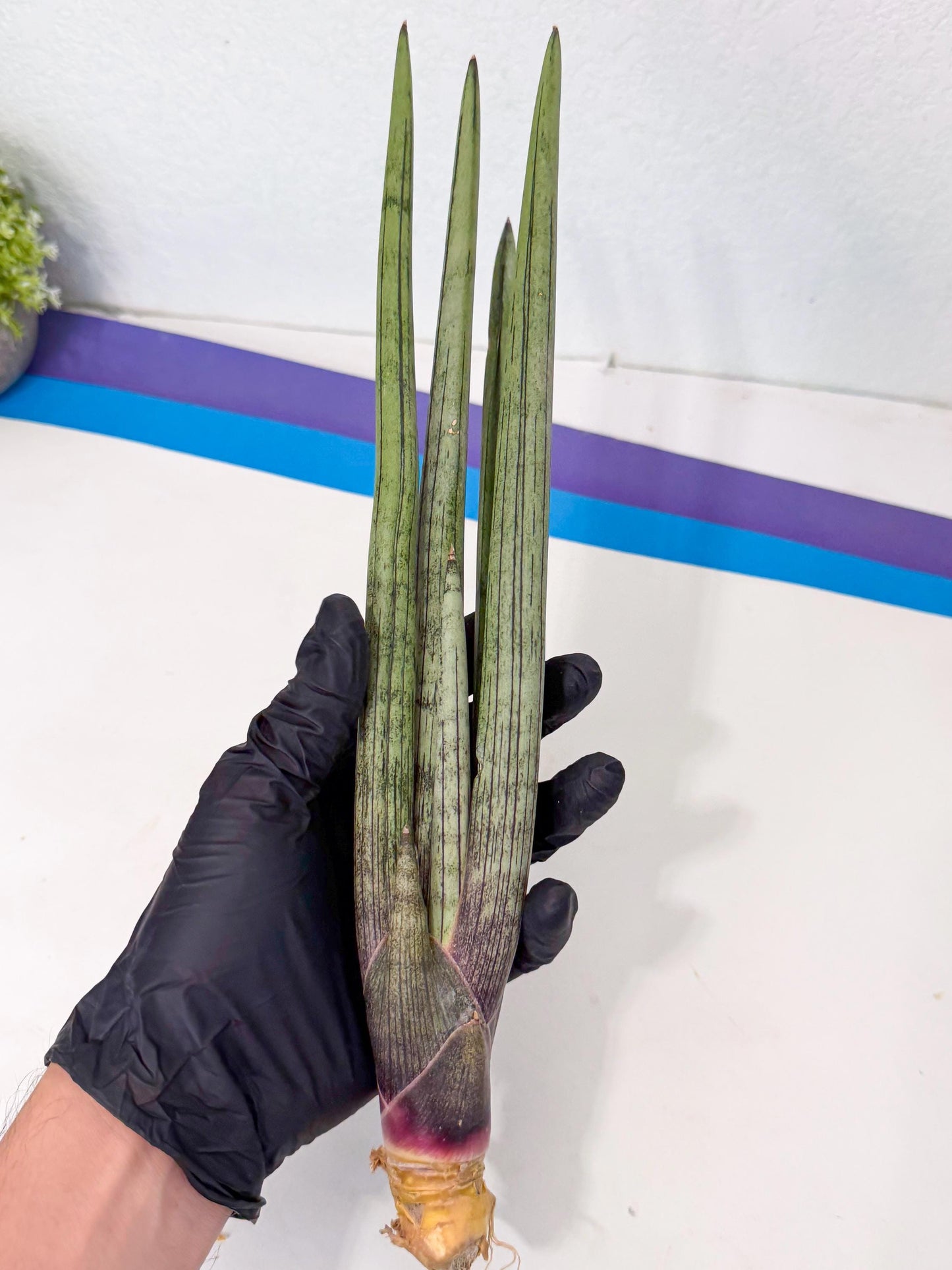 Sansevieria Kari (rr) (13) | Very Rare Hybrid