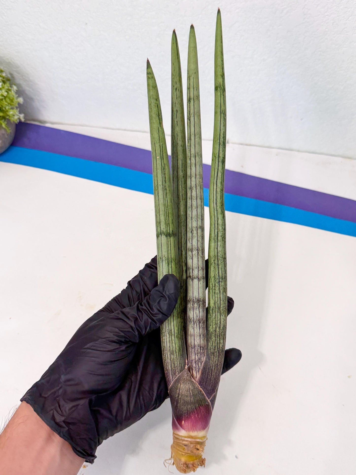 Sansevieria Kari (rr) (13) | Very Rare Hybrid