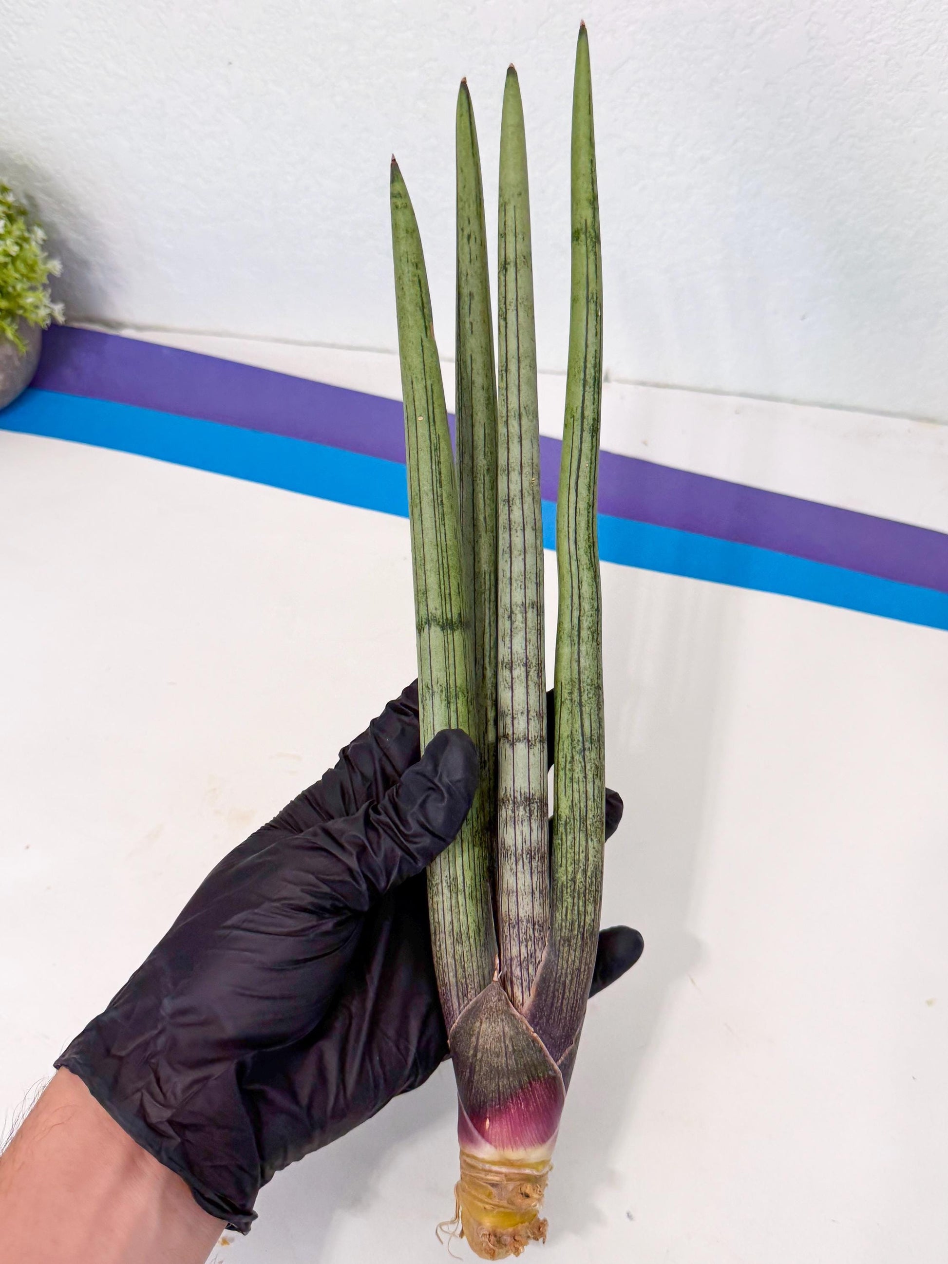 Sansevieria Kari (rr) (13) | Very Rare Hybrid