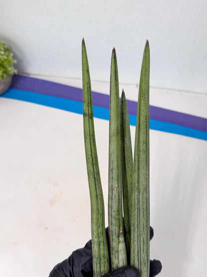Sansevieria Kari (rr) (13) | Very Rare Hybrid