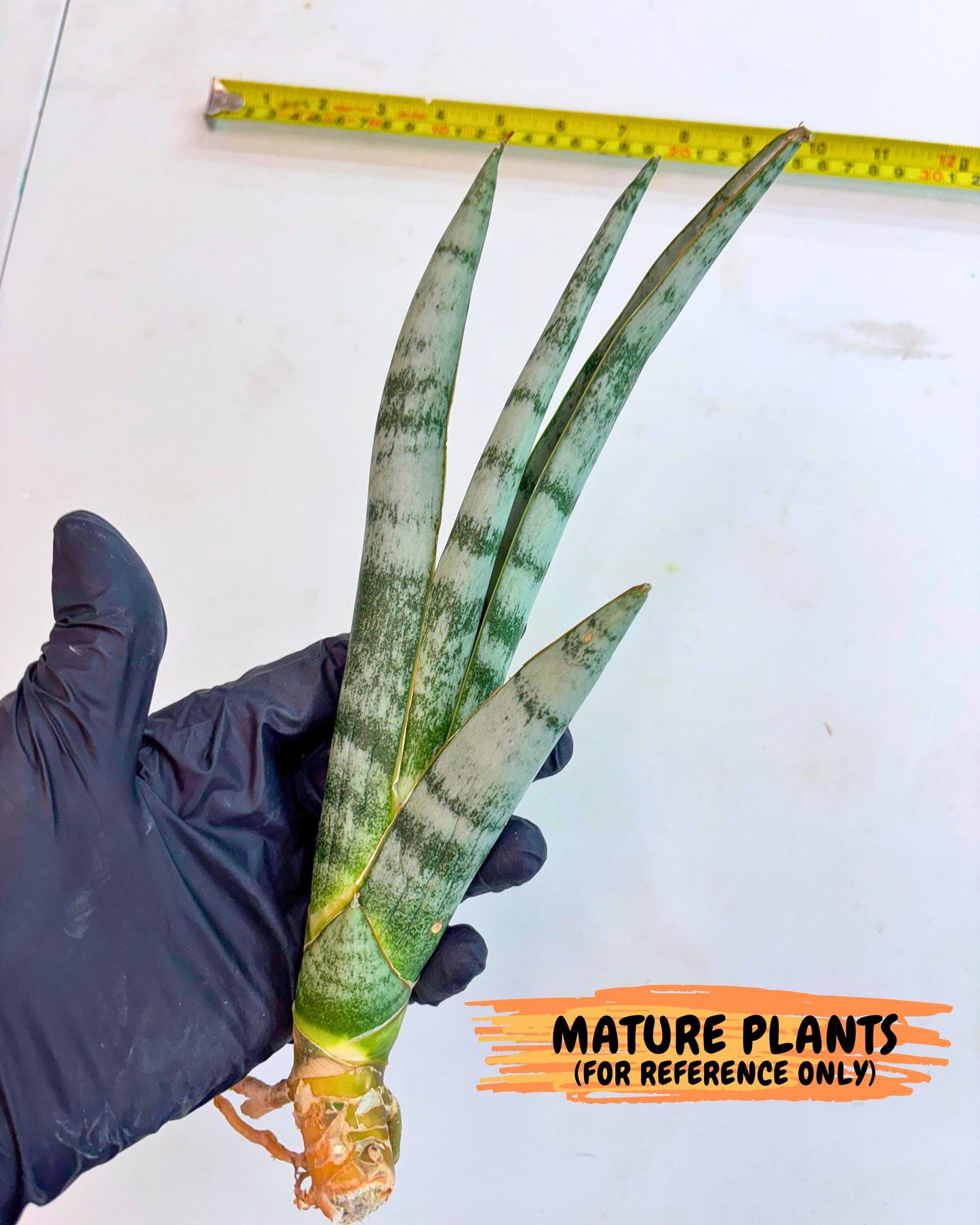 Sansevieria Gron (rr) (14) | Very Rare Hybrid