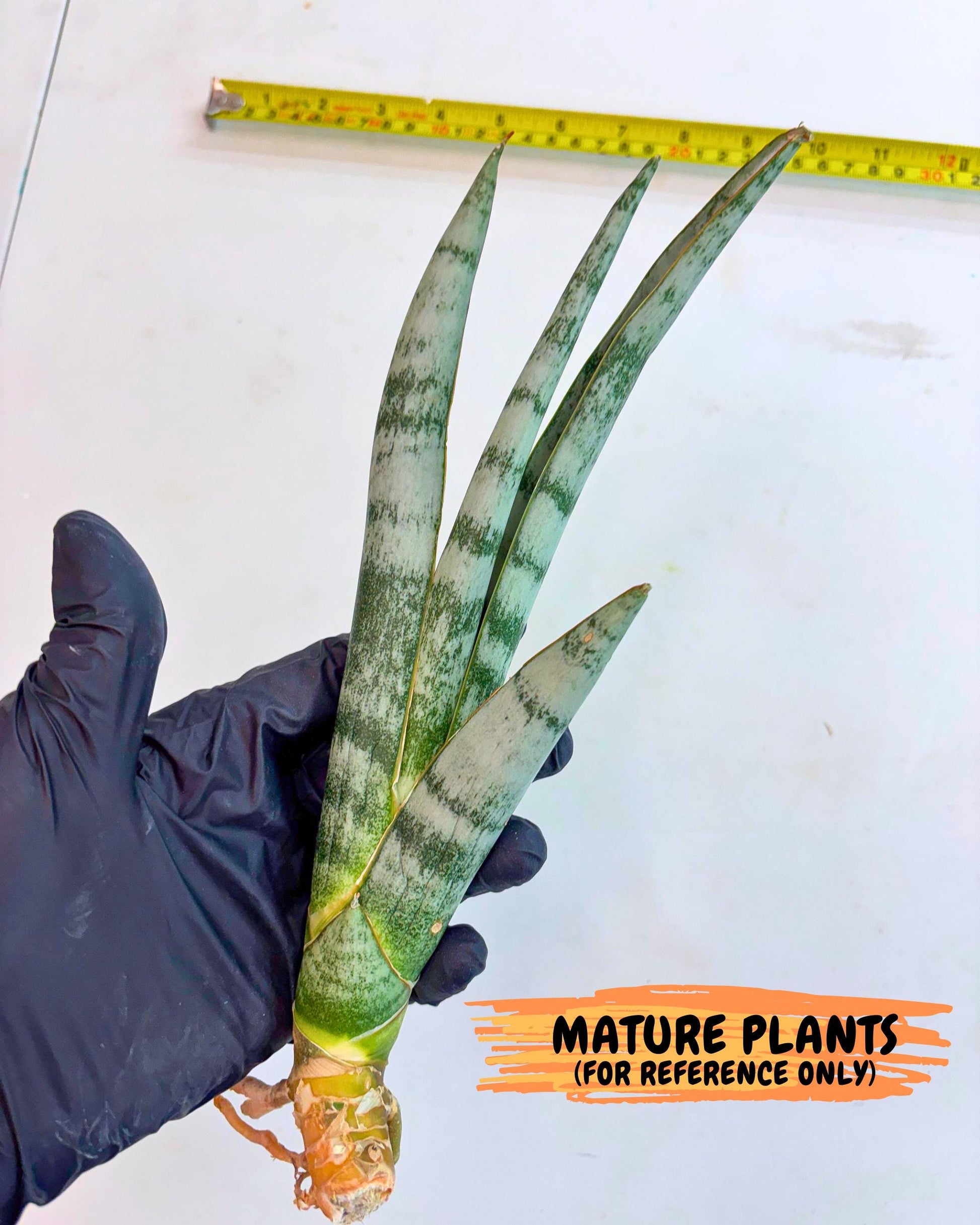 Sansevieria Gron (rr) (14) | Very Rare Hybrid