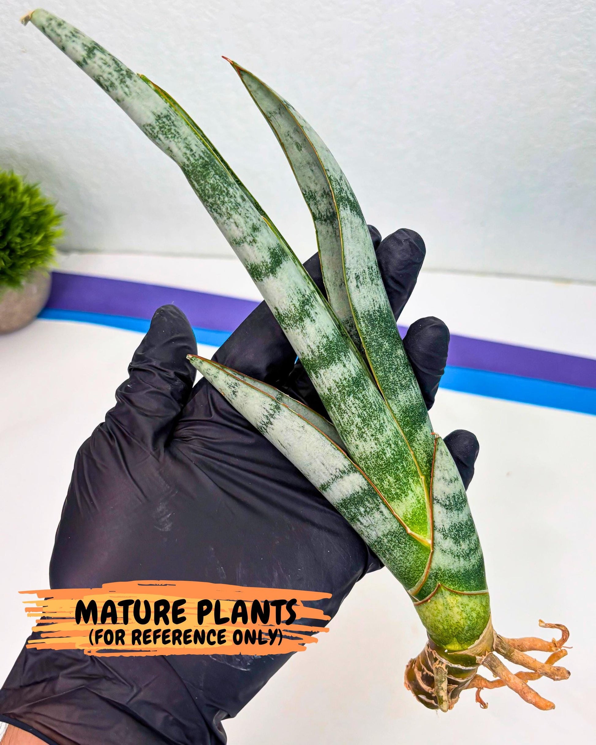 Sansevieria Gron (rr) (14) | Very Rare Hybrid