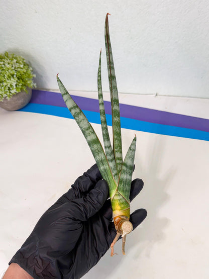 Sansevieria Gron (rr) (14) | Very Rare Hybrid