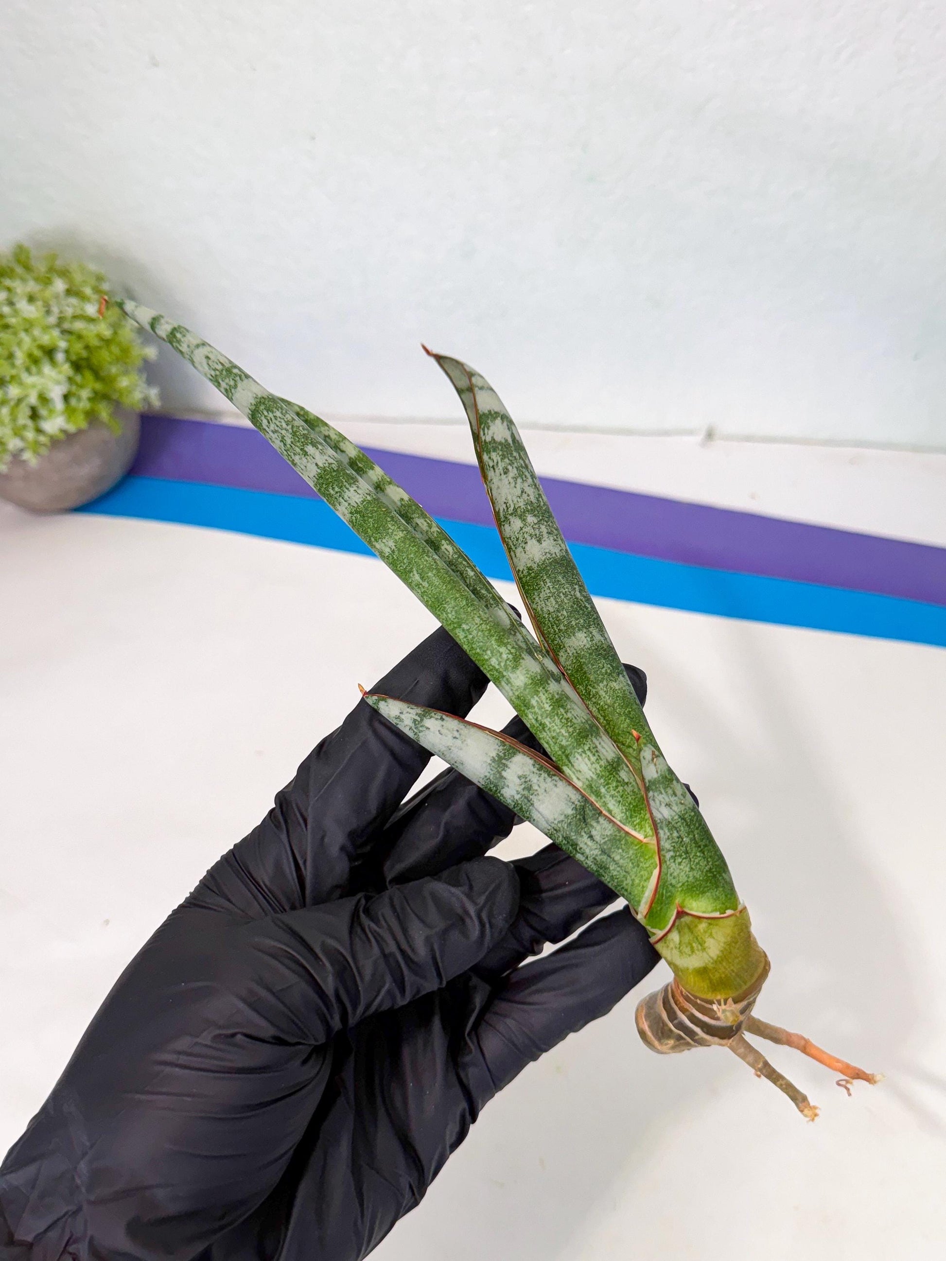 Sansevieria Gron (rr) (14) | Very Rare Hybrid