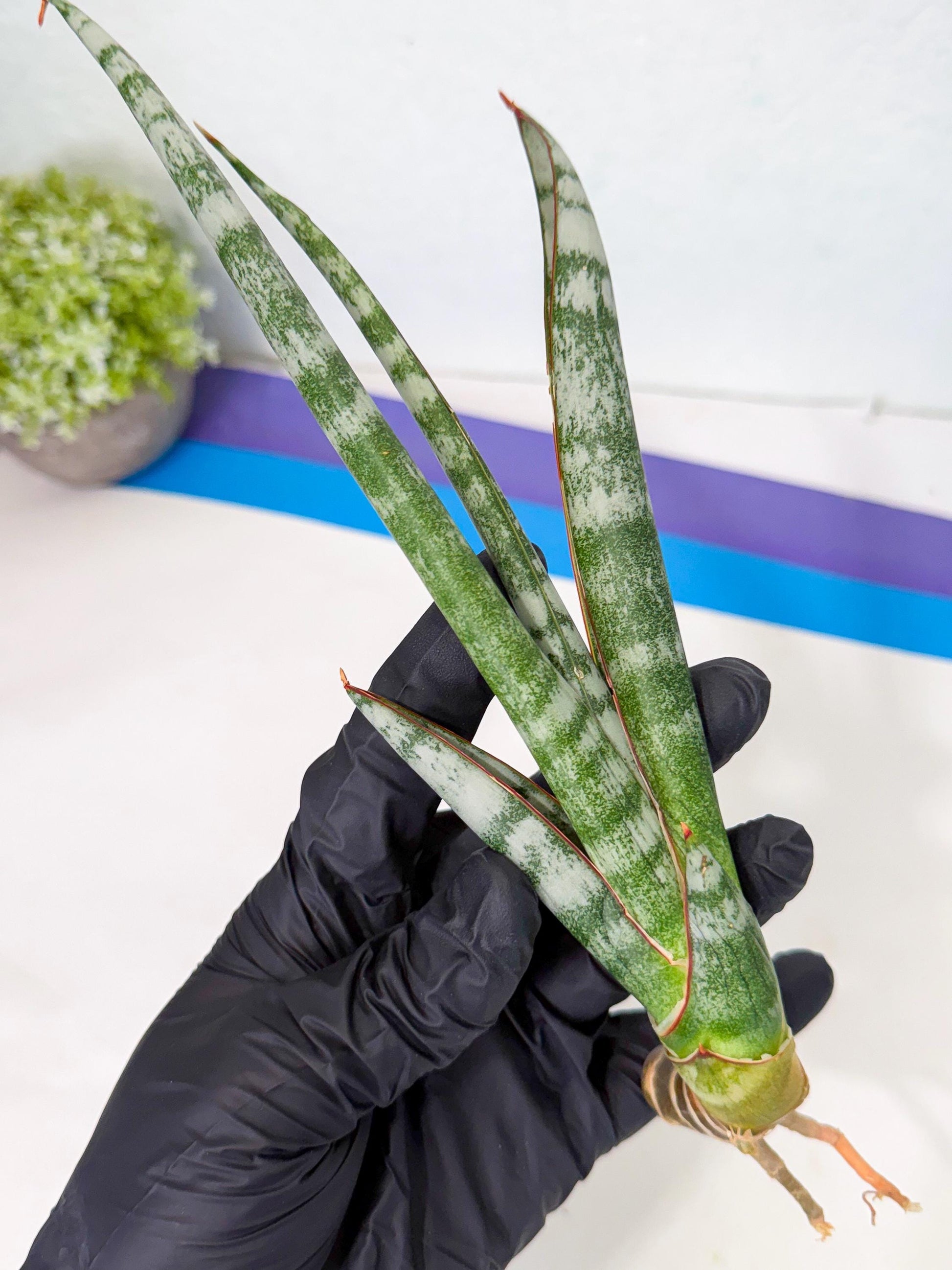 Sansevieria Gron (rr) (14) | Very Rare Hybrid