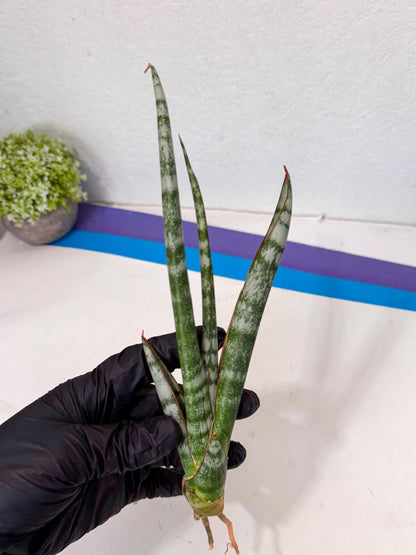 Sansevieria Gron (rr) (14) | Very Rare Hybrid