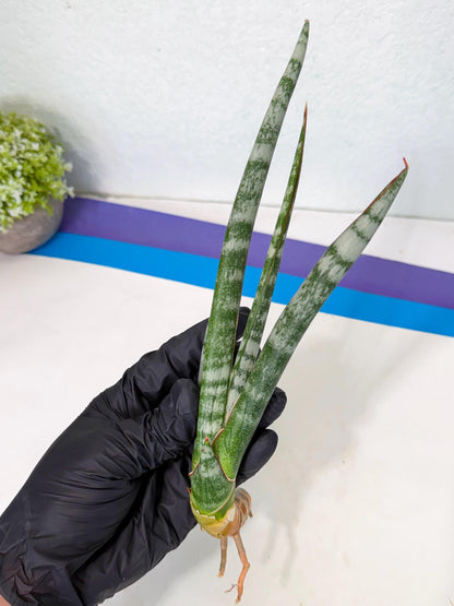 Sansevieria Gron (rr) (14) | Very Rare Hybrid