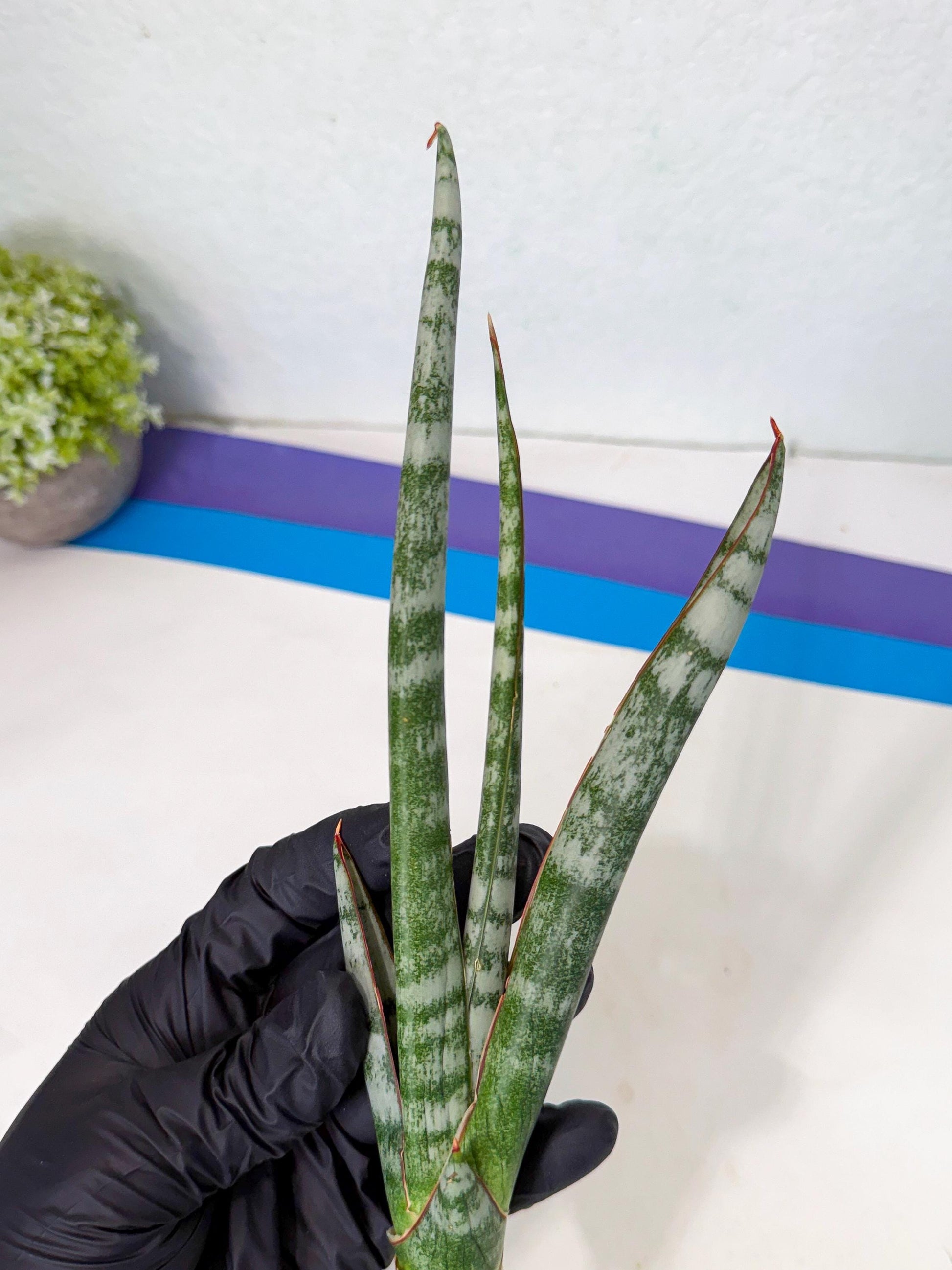 Sansevieria Gron (rr) (14) | Very Rare Hybrid