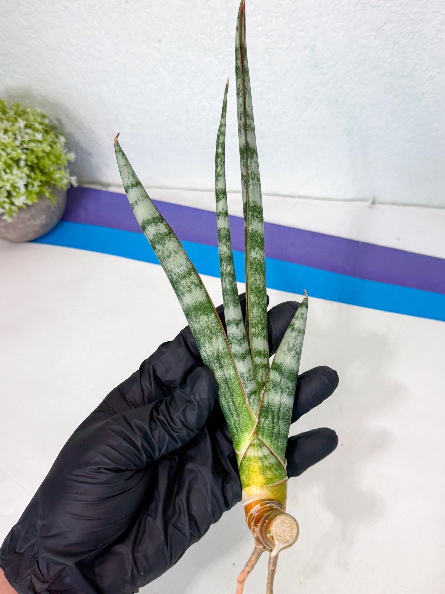Sansevieria Gron (rr) (14) | Very Rare Hybrid