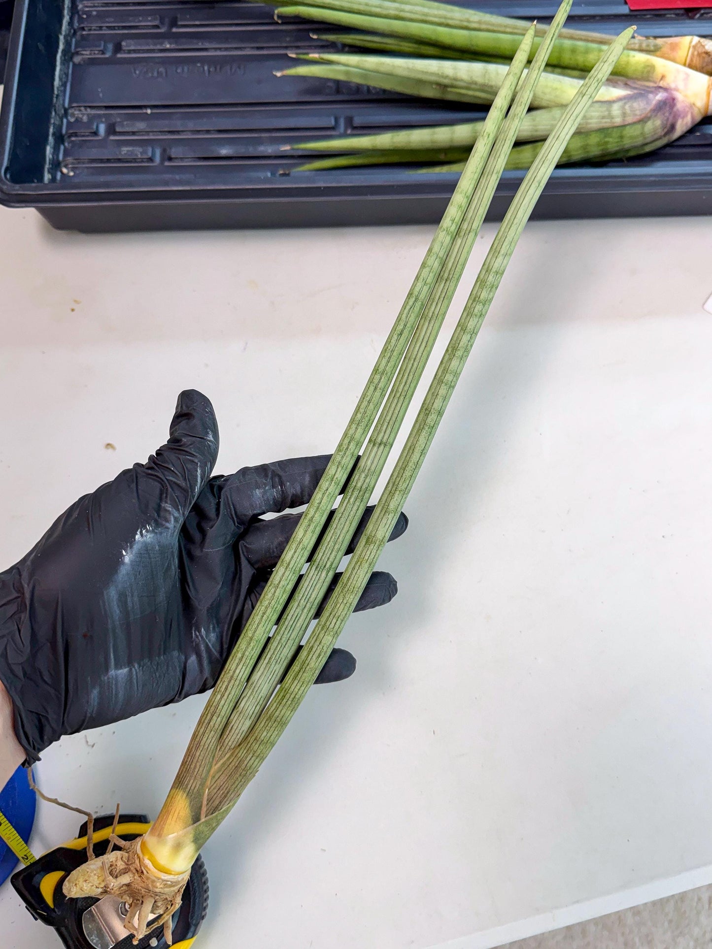 Sansevieria Huren (rr) (18) | Very Rare Hybrid