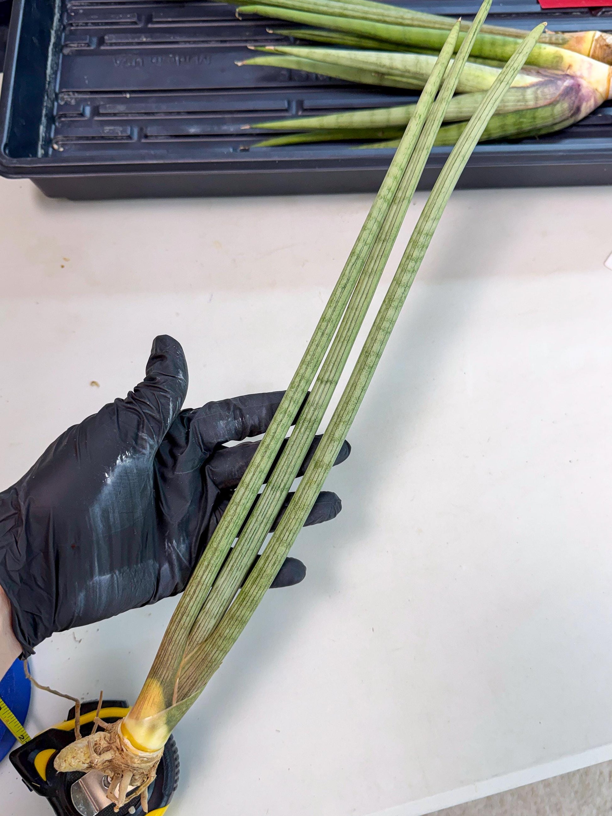 Sansevieria Huren (rr) (18) | Very Rare Hybrid