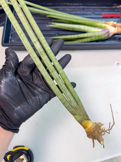 Sansevieria Huren (rr) (18) | Very Rare Hybrid
