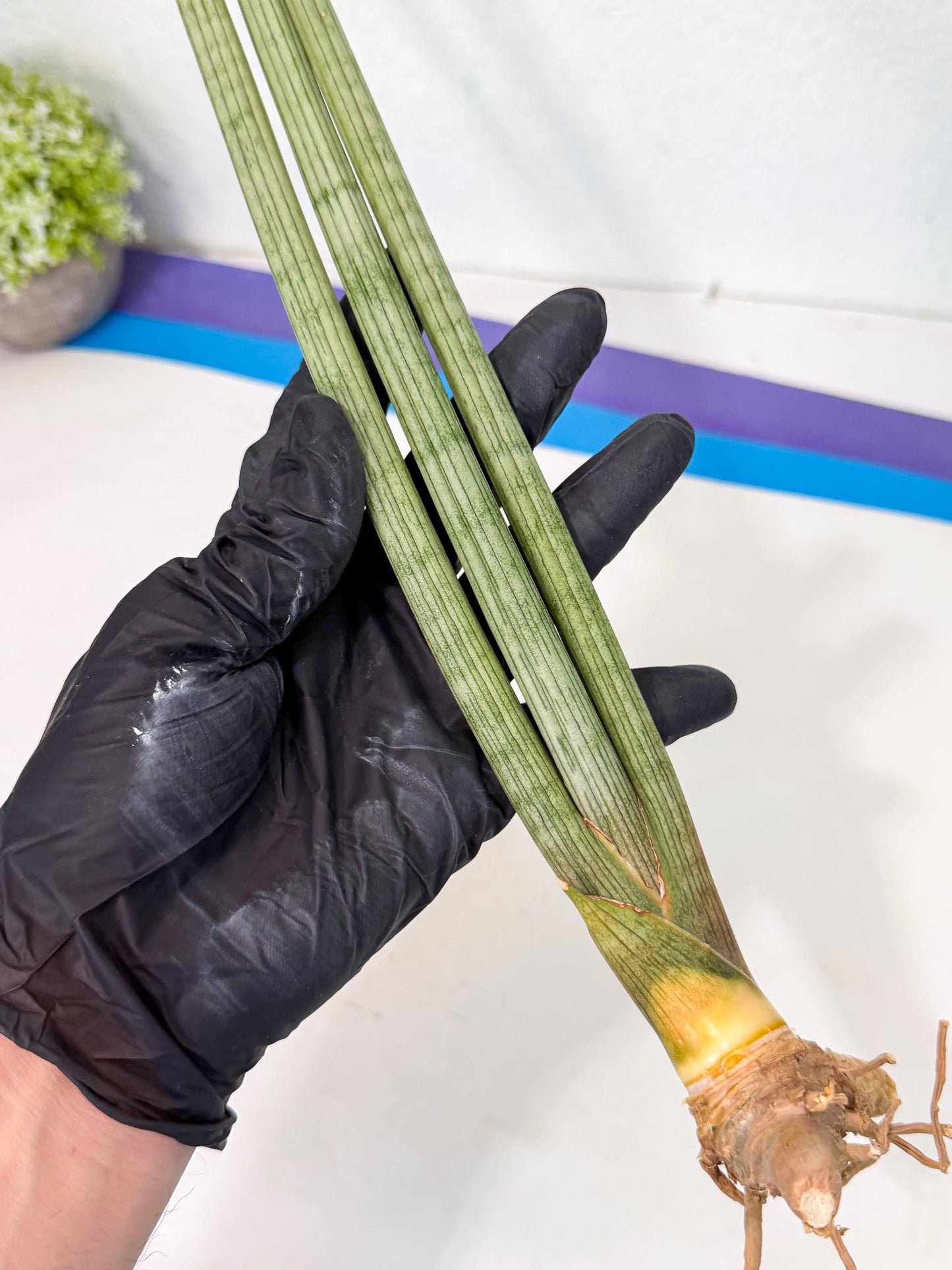 Sansevieria Huren (rr) (18) | Very Rare Hybrid