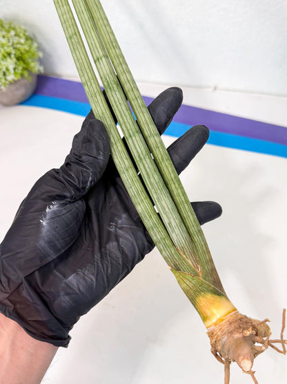Sansevieria Huren (rr) (18) | Very Rare Hybrid