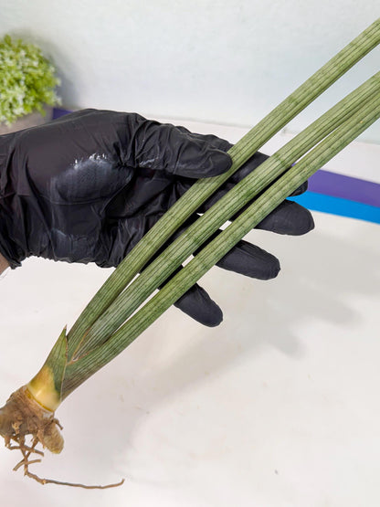 Sansevieria Huren (rr) (18) | Very Rare Hybrid