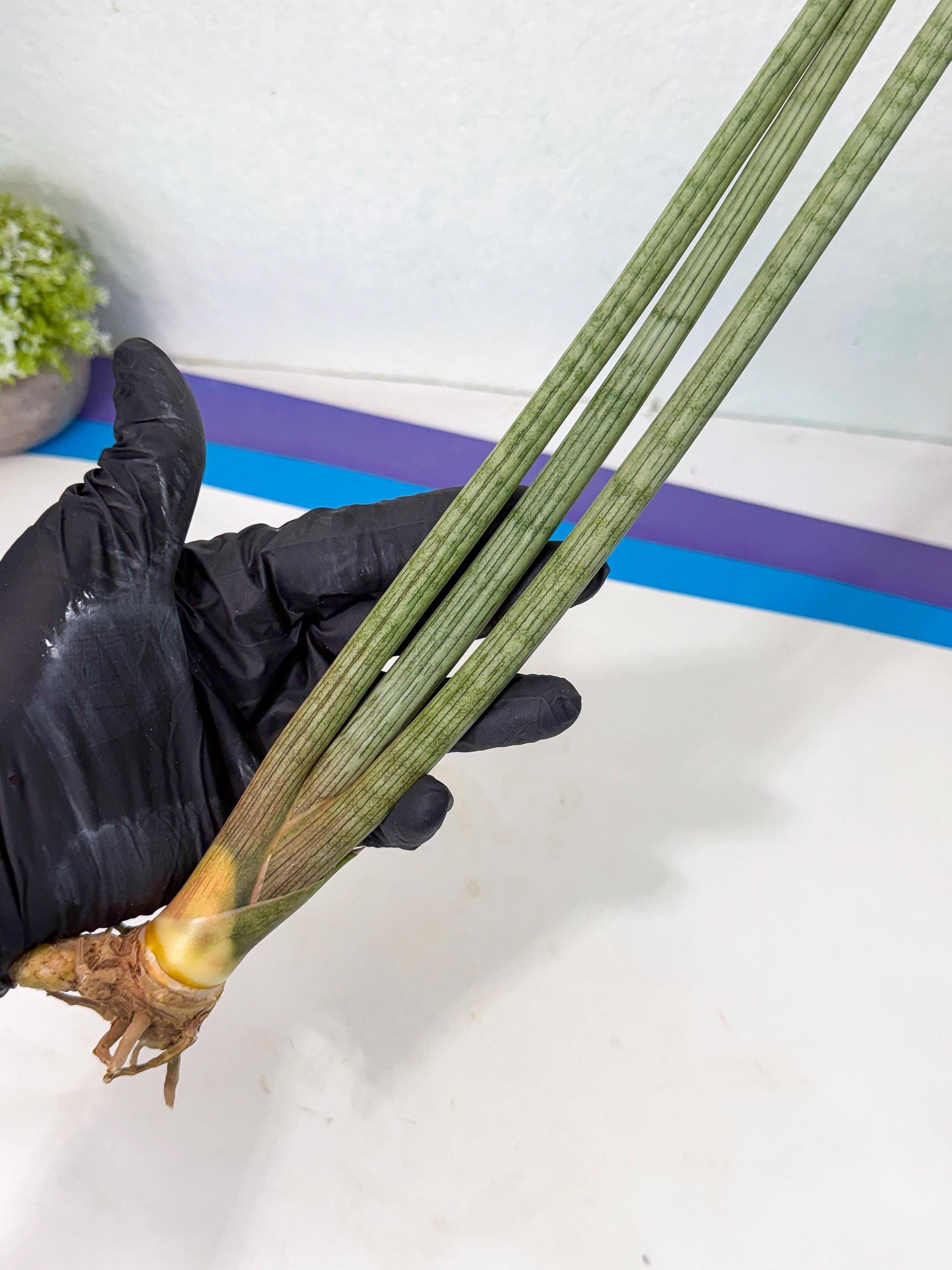 Sansevieria Huren (rr) (18) | Very Rare Hybrid