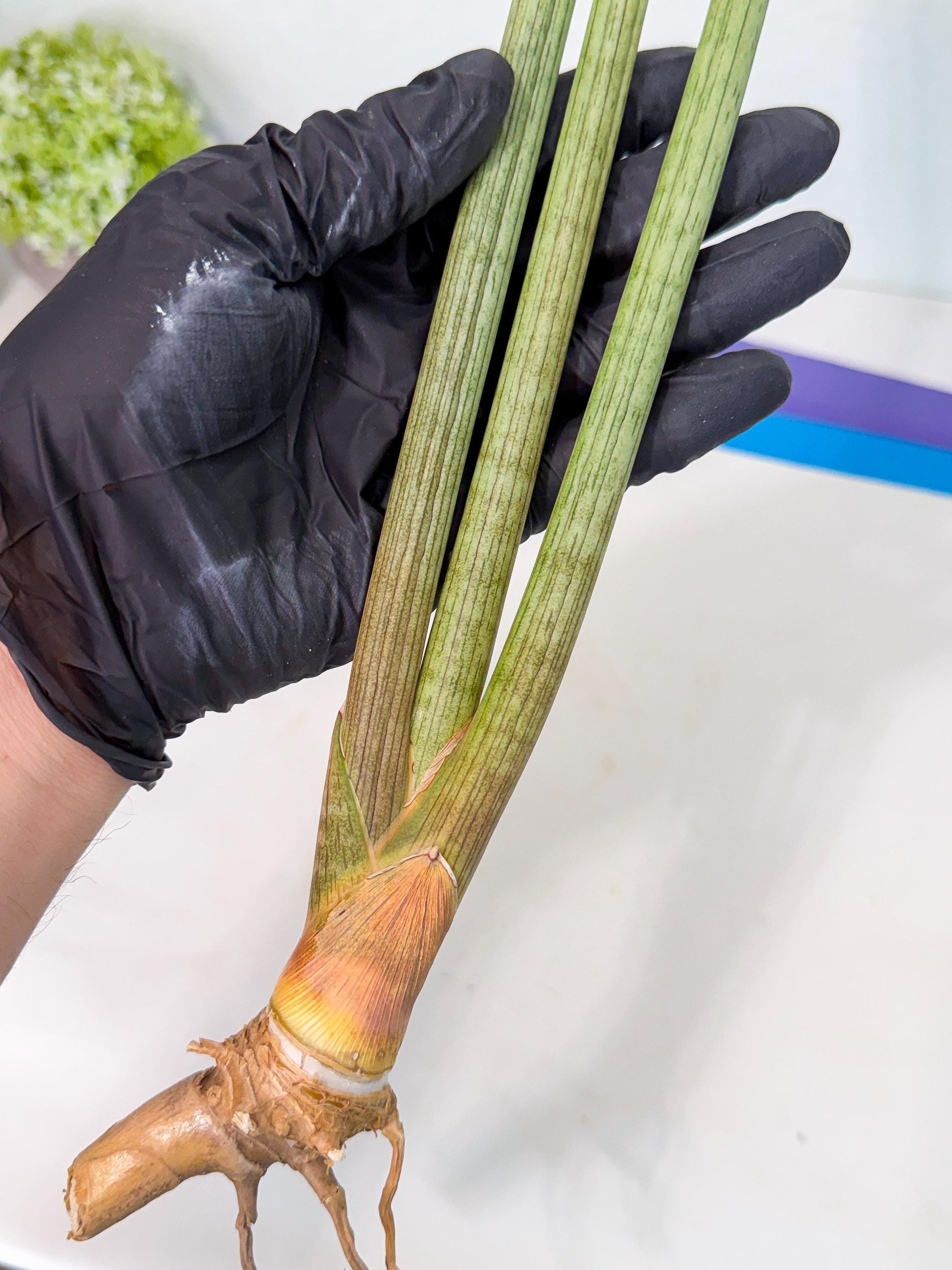 Sansevieria Huren (rr) (19) | Very Rare Hybrid