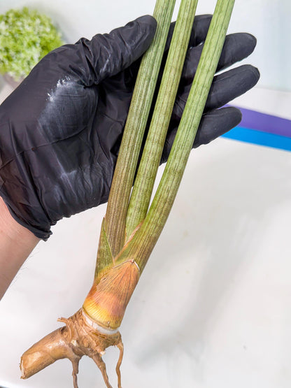 Sansevieria Huren (rr) (19) | Very Rare Hybrid