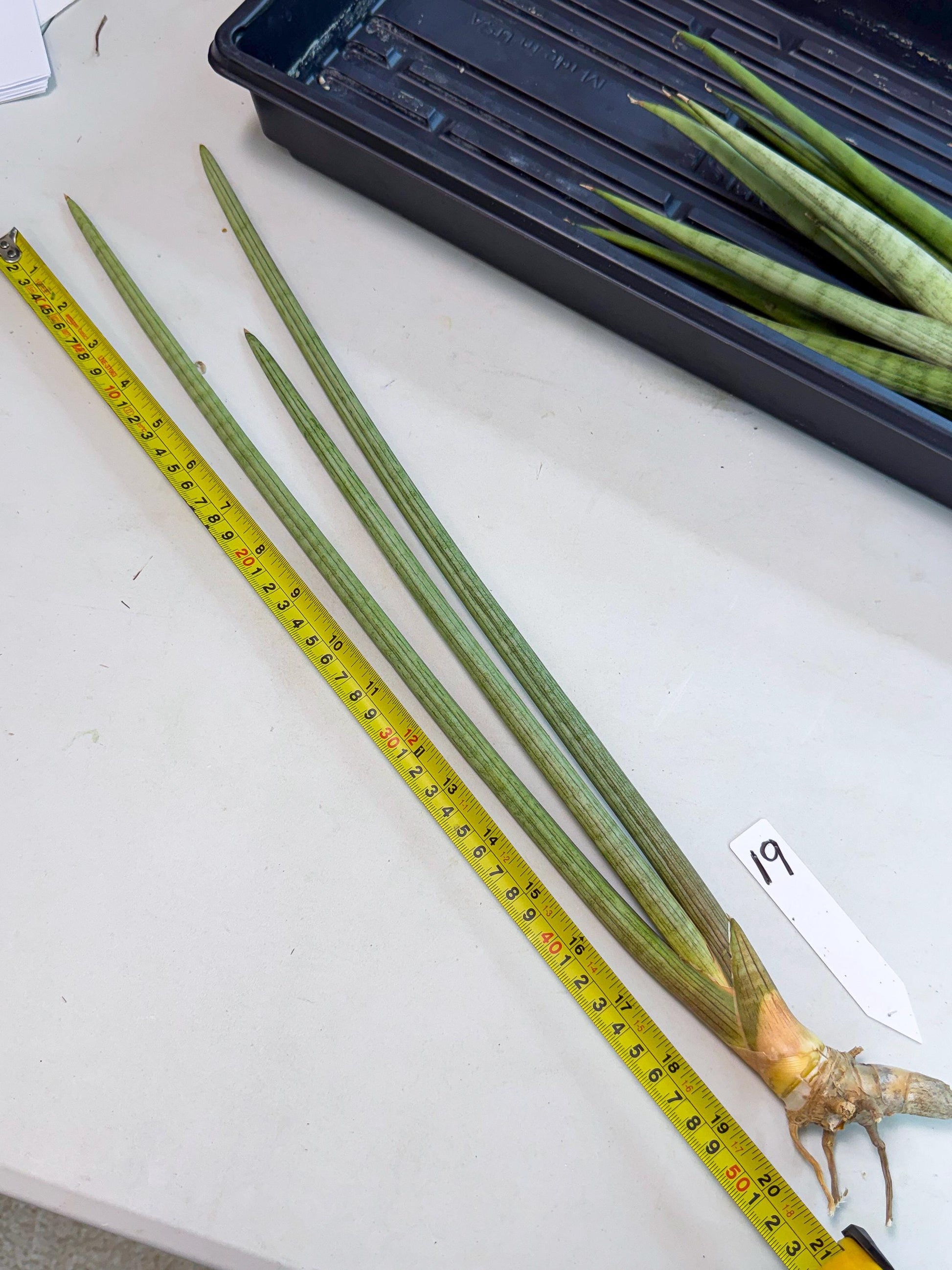 Sansevieria Huren (rr) (19) | Very Rare Hybrid