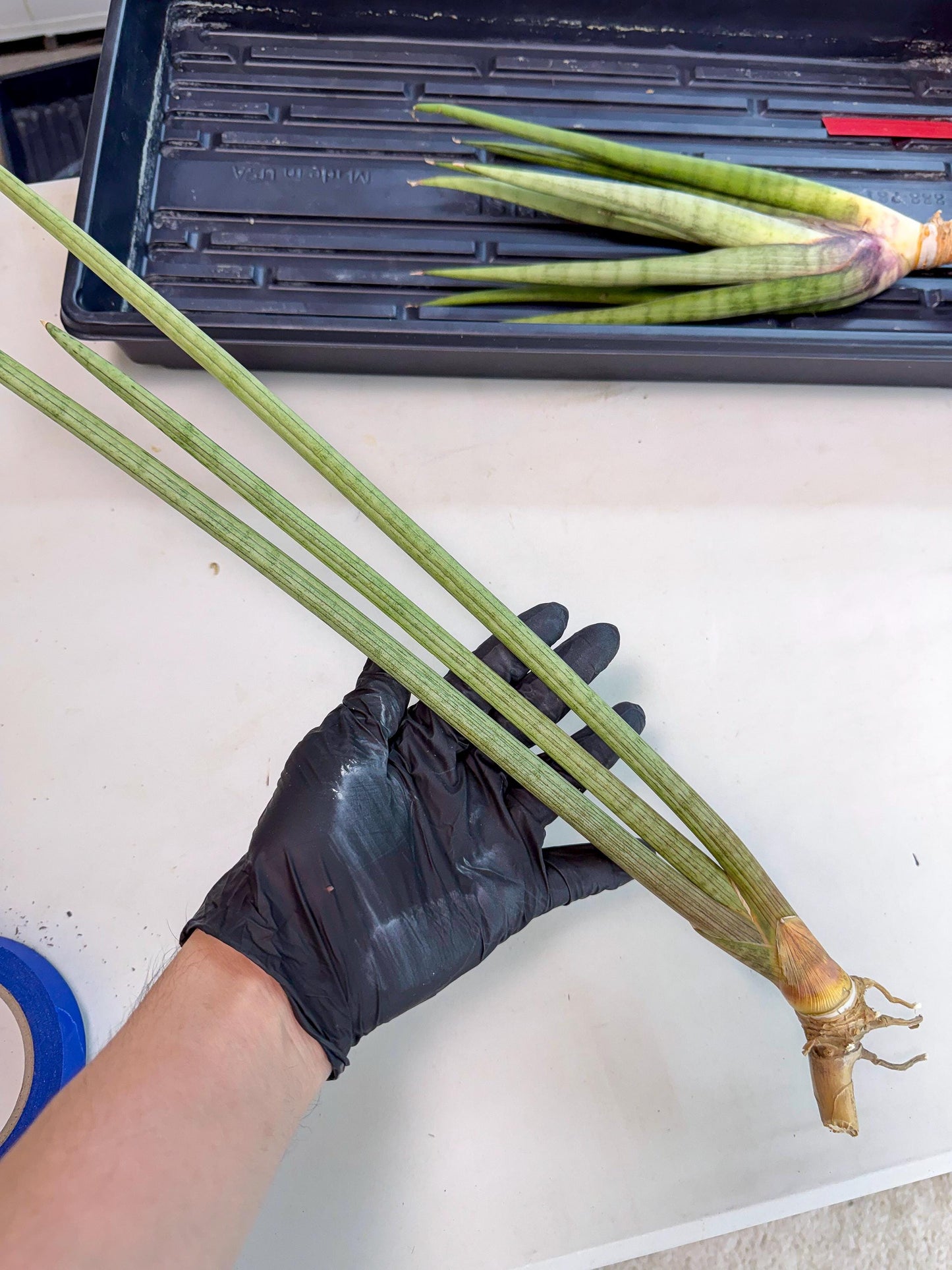 Sansevieria Huren (rr) (19) | Very Rare Hybrid