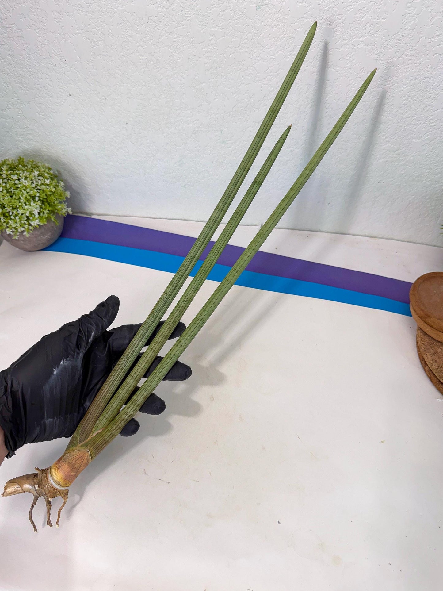 Sansevieria Huren (rr) (19) | Very Rare Hybrid