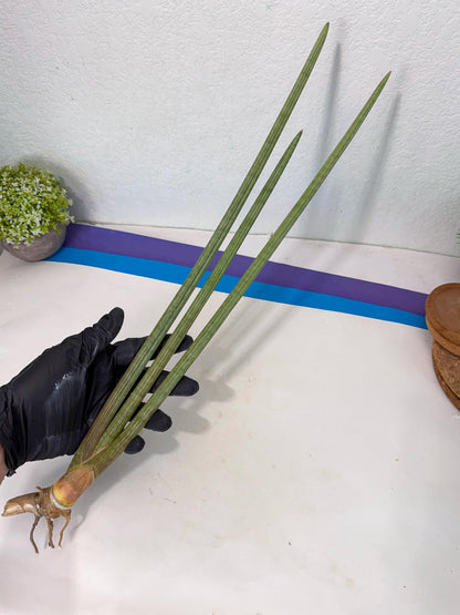 Sansevieria Huren (rr) (19) | Very Rare Hybrid