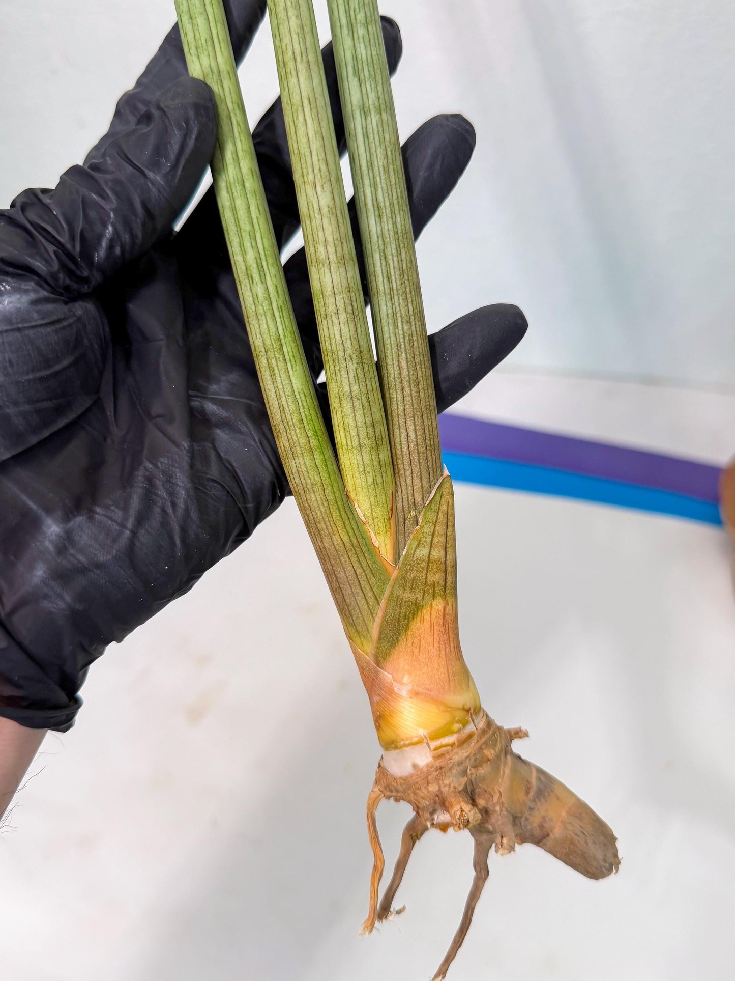 Sansevieria Huren (rr) (19) | Very Rare Hybrid