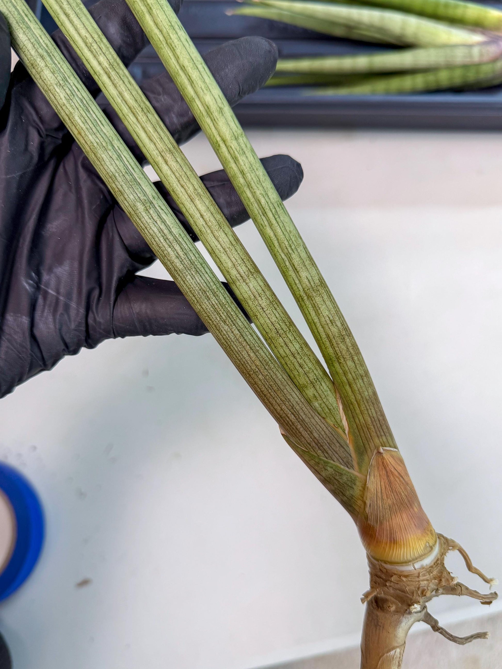 Sansevieria Huren (rr) (19) | Very Rare Hybrid