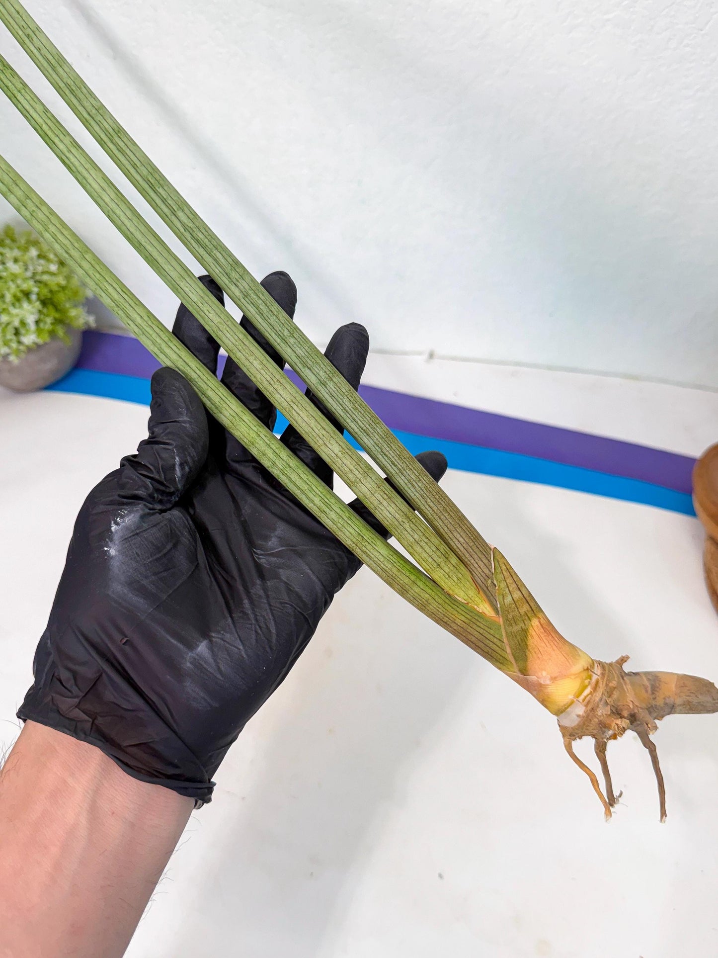 Sansevieria Huren (rr) (19) | Very Rare Hybrid
