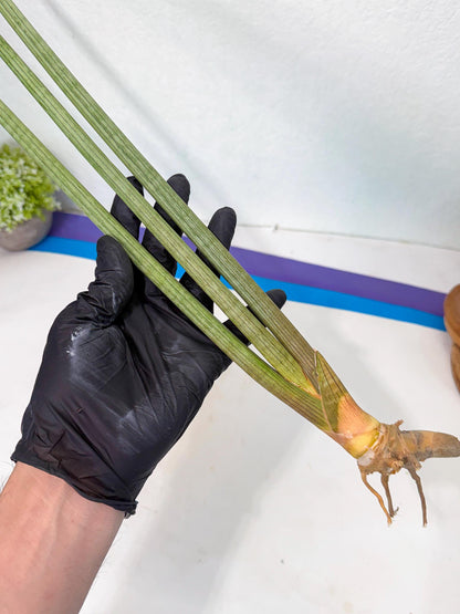 Sansevieria Huren (rr) (19) | Very Rare Hybrid