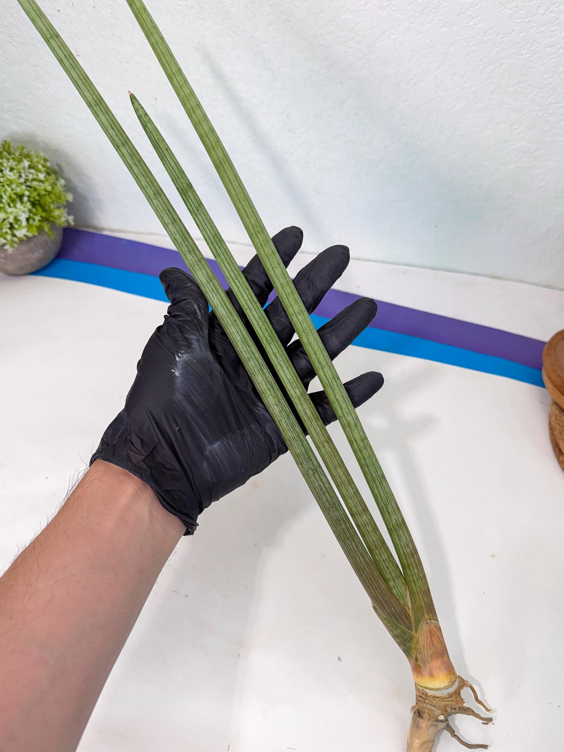 Sansevieria Huren (rr) (19) | Very Rare Hybrid