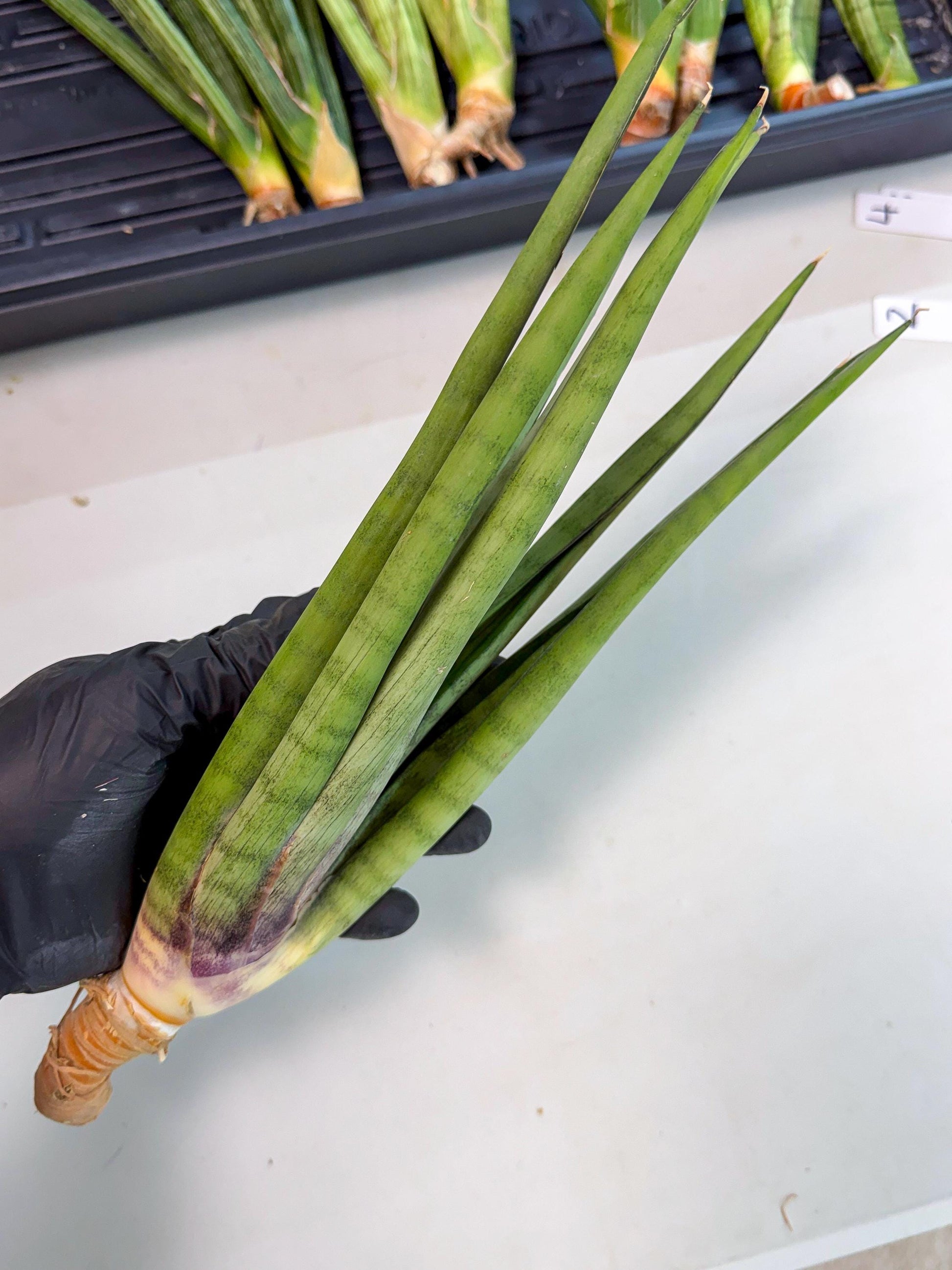 Sansevieria Dath Mint (pp) (1) | Very Rare Hybrid