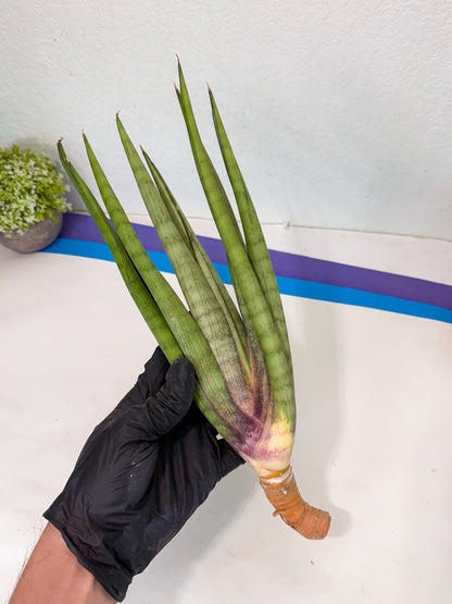 Sansevieria Dath Mint (pp) (1) | Very Rare Hybrid