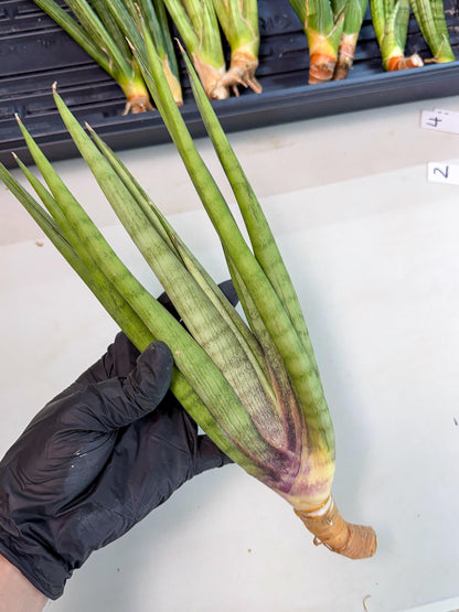 Sansevieria Dath Mint (pp) (1) | Very Rare Hybrid