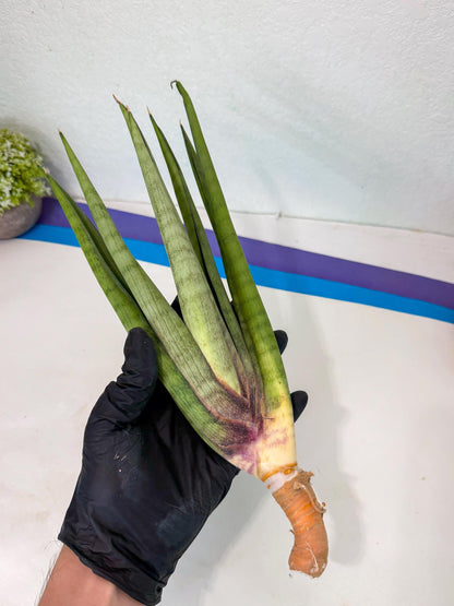 Sansevieria Dath Mint (pp) (1) | Very Rare Hybrid