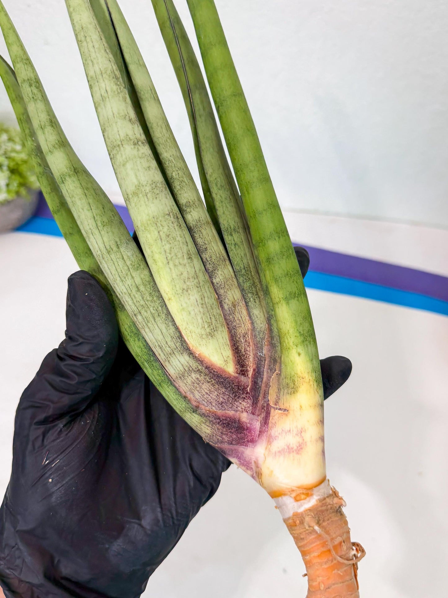 Sansevieria Dath Mint (pp) (1) | Very Rare Hybrid