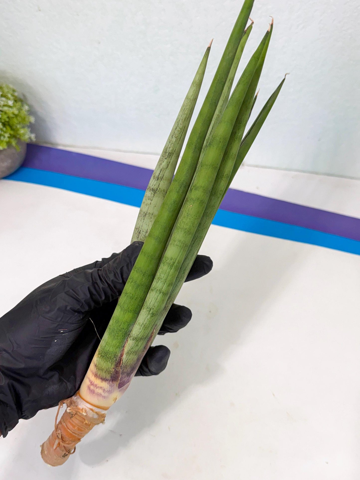 Sansevieria Dath Mint (pp) (1) | Very Rare Hybrid