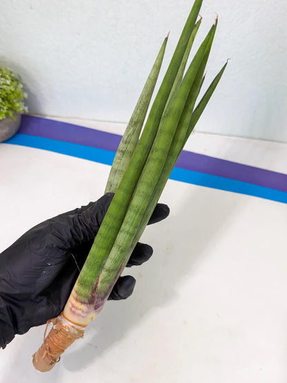 Sansevieria Dath Mint (pp) (1) | Very Rare Hybrid